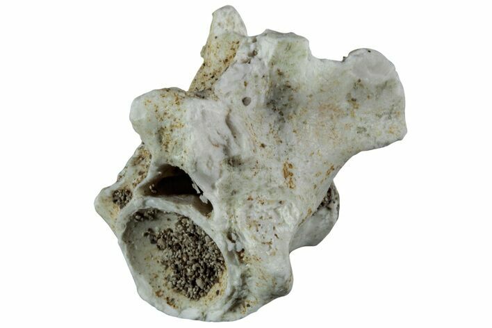 Fossil Sea Snake (Palaeophis) Vertebra - Morocco #227965